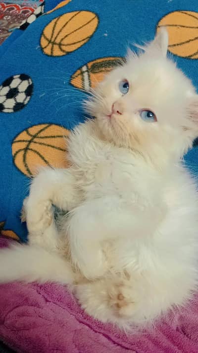 Pershion male kitten for sale