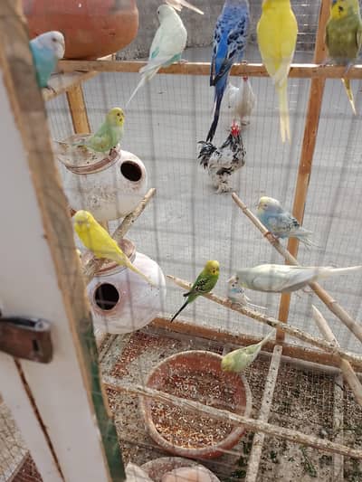 Australian rainbow budgies 