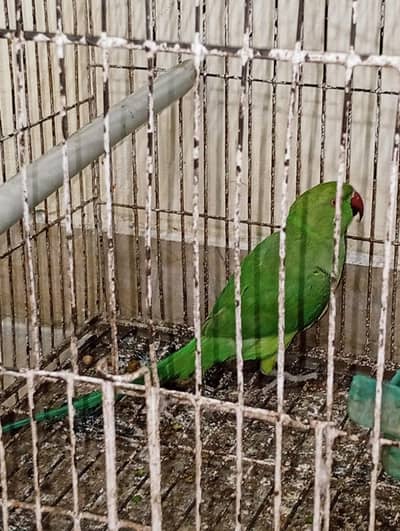 ANY ONE PARROT FOR SALE