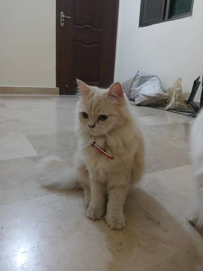 persian cats