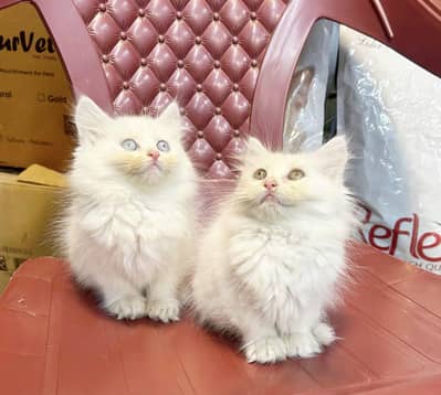 Persian Kitten For Sale