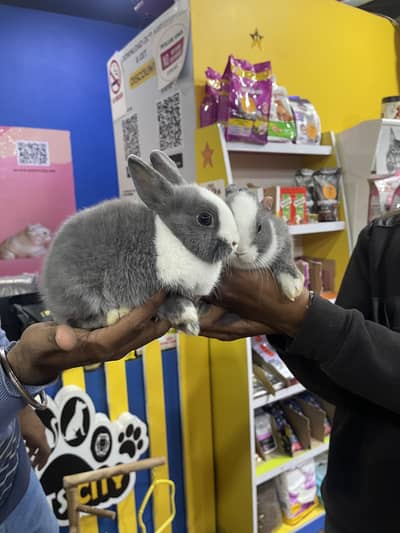 Dwarf hotot miniature rabbit imported bloodline