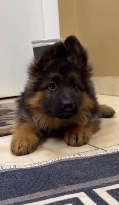 German Shepherd Puppies And Husky