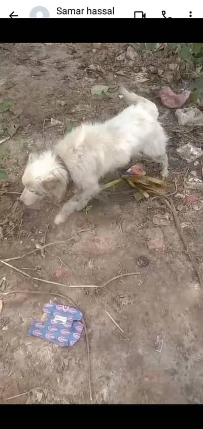 روسی دو سال  عمر