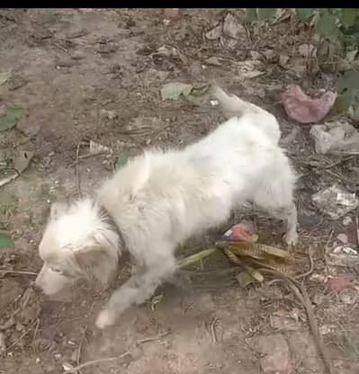 روسی دو سال  عمر