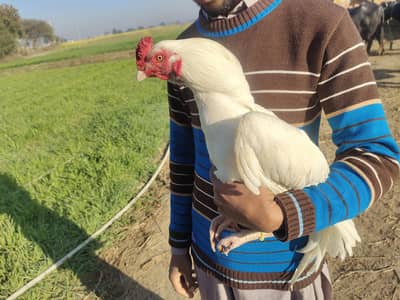 High quality Heera Aseel Paper white 0333=90=37191 Whatsapp