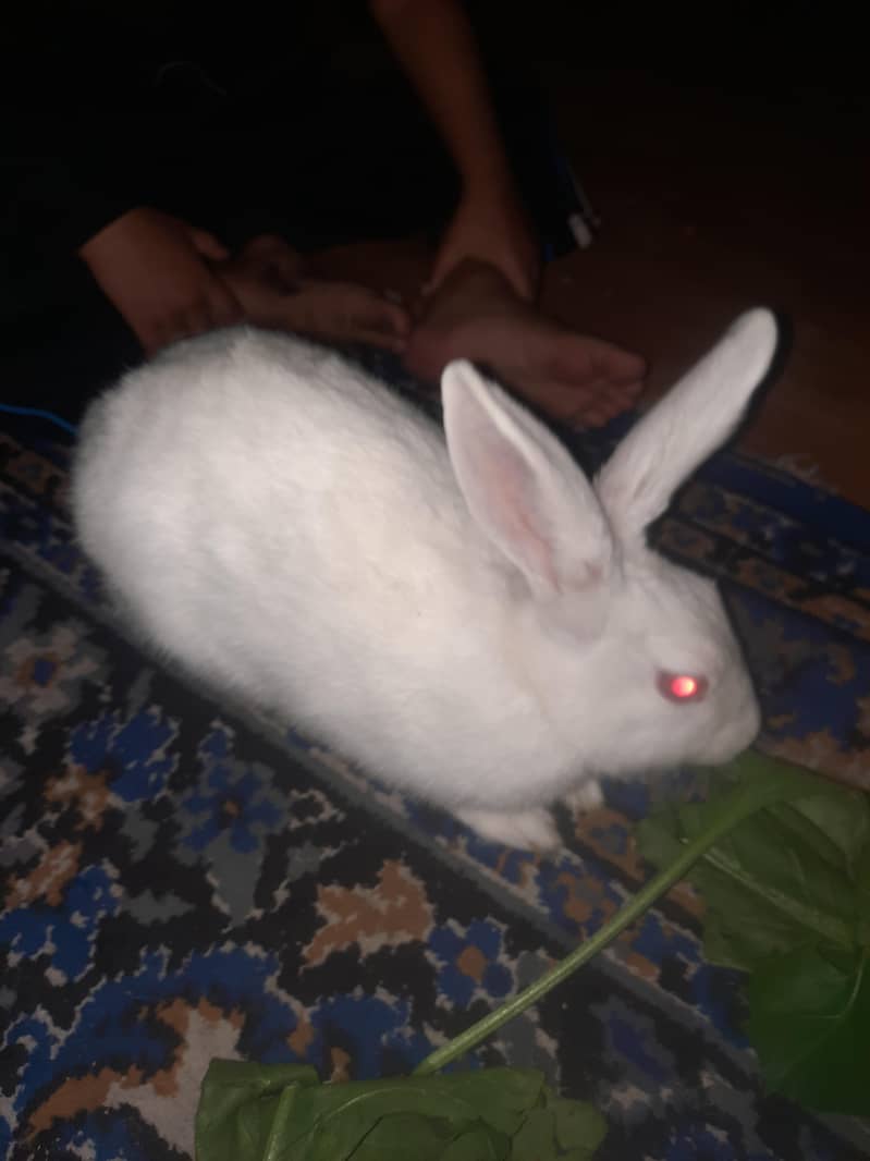 Rabbit red eye - Rabbits - 1110543971