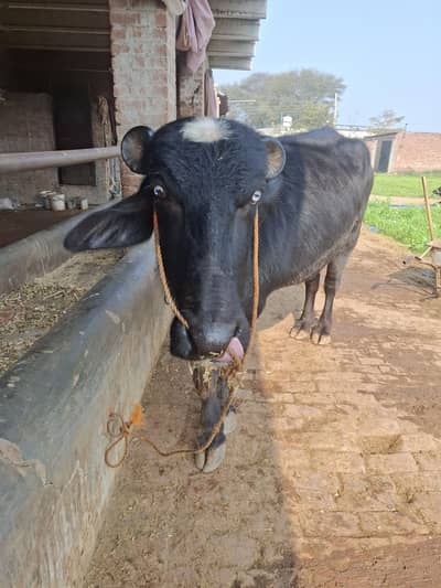 Male Buffalo | Neli | Ravi | Katta | Buffalo | Breeder |