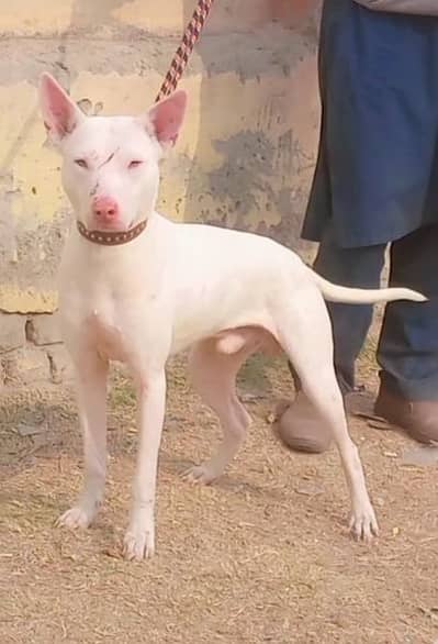 pure kuhati gultair male pink nose blue eyes healthy and active