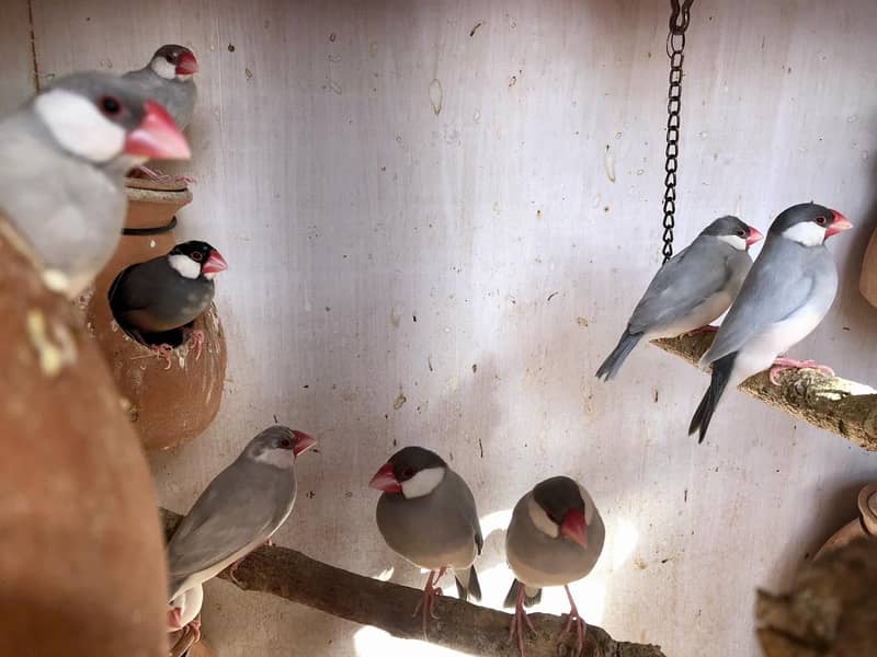 Java Breeder Pair - Finches - 1110544124
