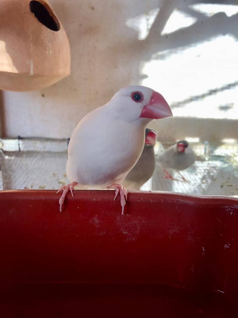 Java Breeder Pair - Finches - 1110544124