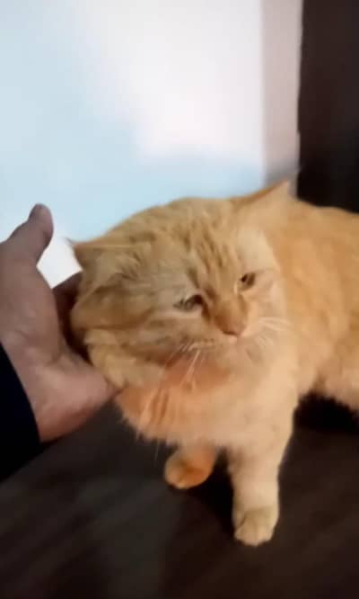 persian Cat available for sale