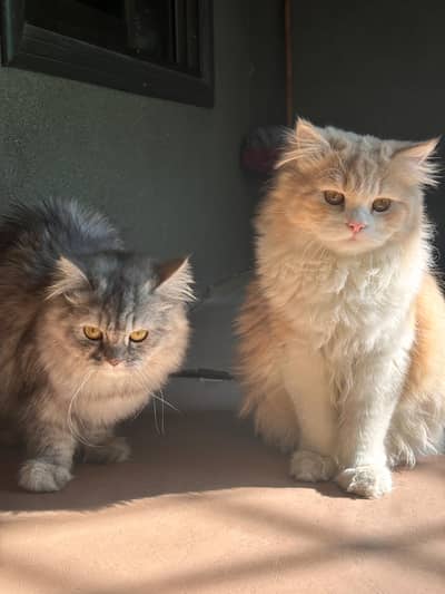 persian pair for sale