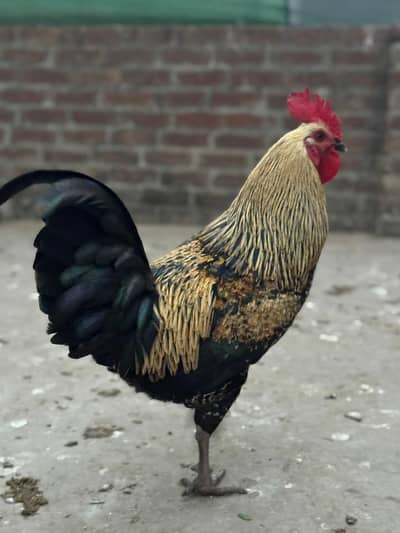 Pure Java Australorp Home Breed Murga Big Height