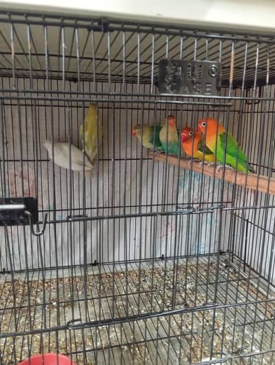 breeder pairs for sale