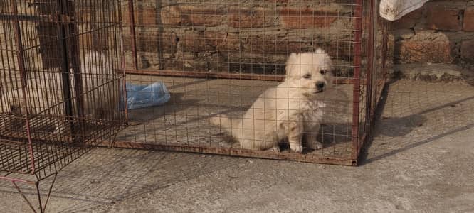 Russian long coat puppy's