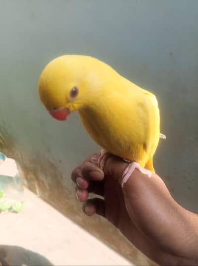 handtame yellow ringneck for sell