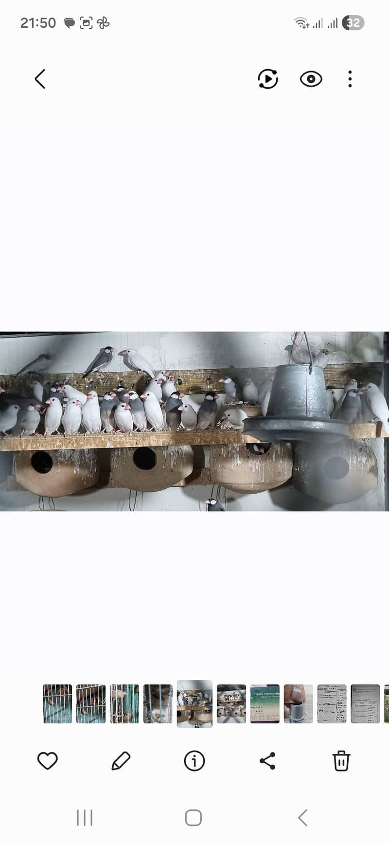 White and Fawn Java 0