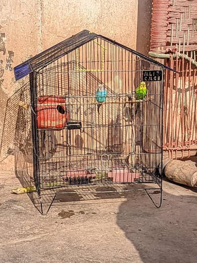 Green and blue budgie breeder pair