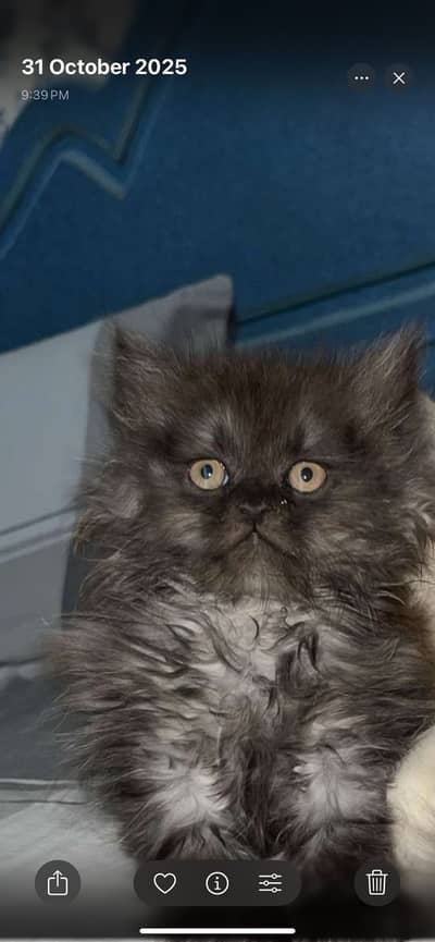 Triple coated kitten vaccinated