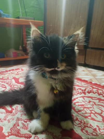 beautiful triple coat Persian kittens