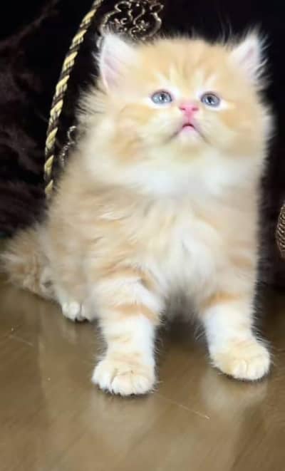 Persian | Cat | baby | kittens | 3 kot ʘƷ4ʘ58Ξ786Ξ97ωᗩŤ$P low price