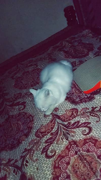 odd eyes kitten triple coad Persian male 03190496148