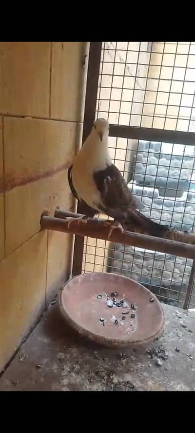 German tie Satinet  Pair