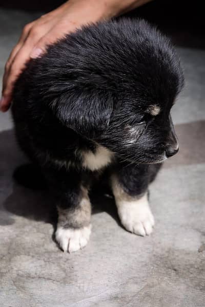 German shoft cross baby for sale