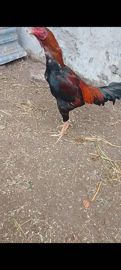 Aseel murga | desi murga | mianwali aseel | hen