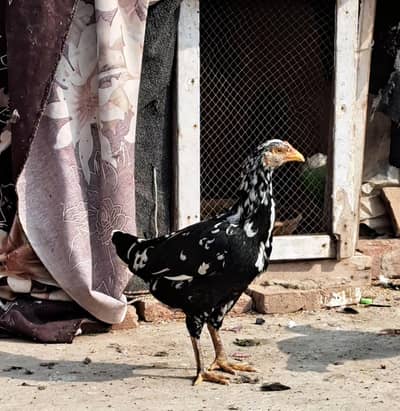 aseel main wali and sindi cross