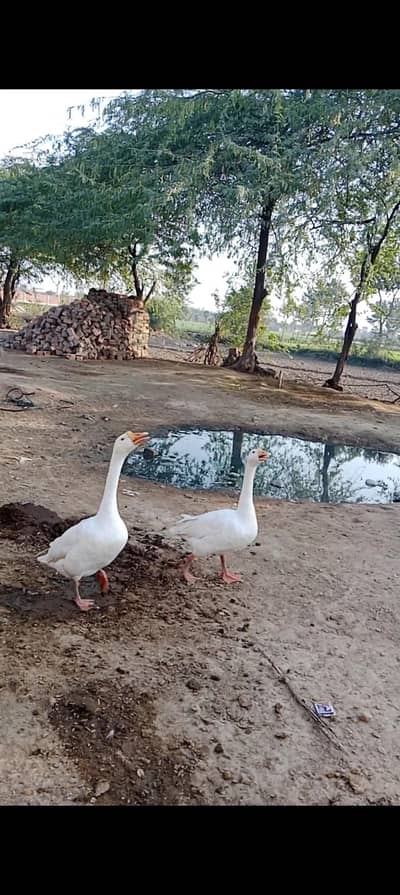 Long neck duck breeder pair