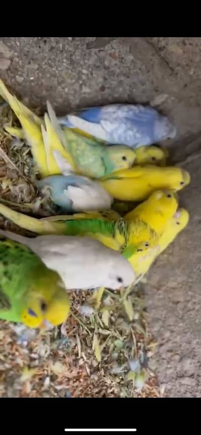 Budgies pathe finch Path Green ringeck male