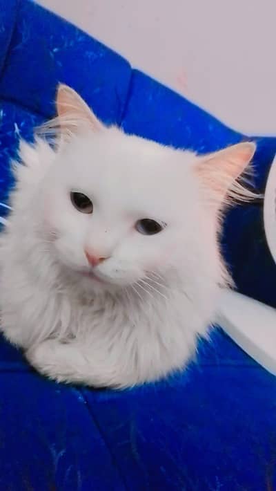 Persian double coat female