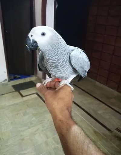 African Grey parrot hand Tam for sale