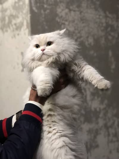 Persian cat female