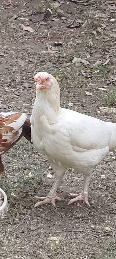 Aseel female for sale