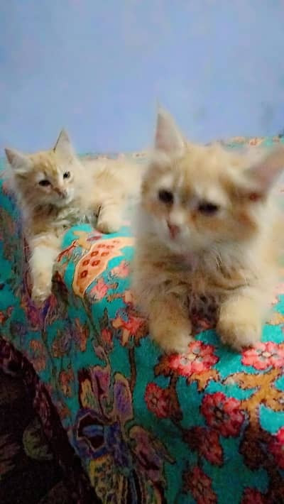 persion kitten for sale pair  male and female in cheap price