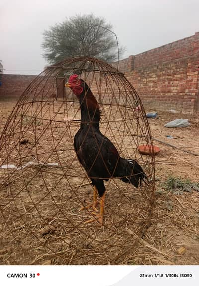 murgha aasha ha home breed ha