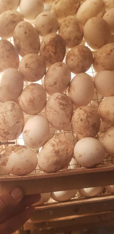 fertille duck eggs avabile  whatapps namber . 0.3. 1.8. 0.2. 7.8. 5.1.8
