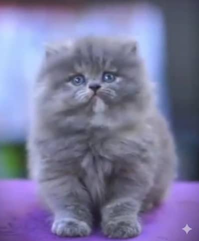 Himalayan Kitten for Sale (WhatsApp 03333009838)