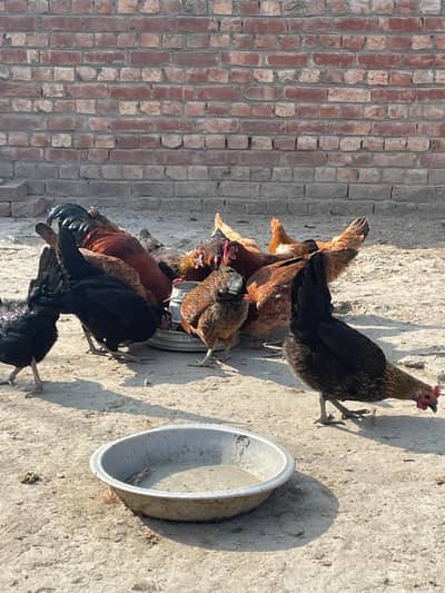 Golden misri hens  Egg lying