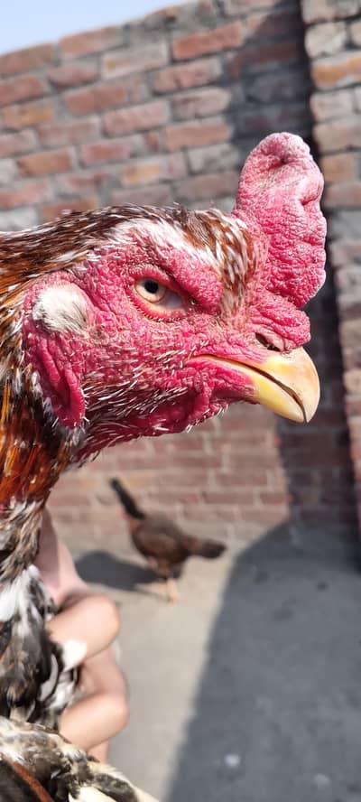 Pure Aseel Pair Murgha Pathi Patha