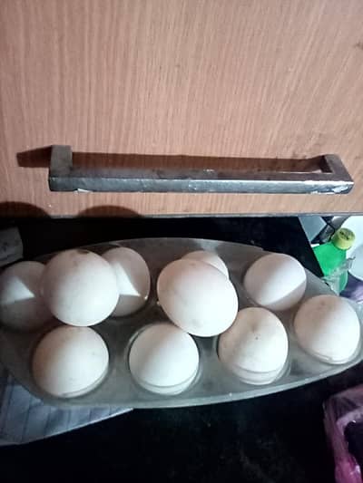 Pure duck khaki kambal eggs for sale 12 eggs = 600