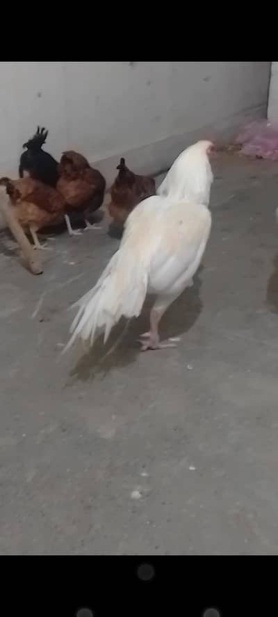 Heera Aseel for sale