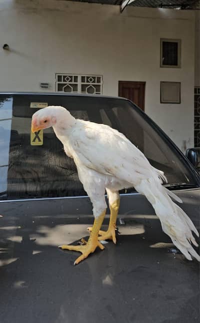 arrot big murga age 3 month for sale 03468444939