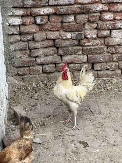 3 Golden Murgi+ 1 Male