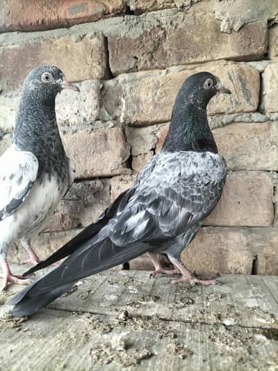 Teddy paby pigeons