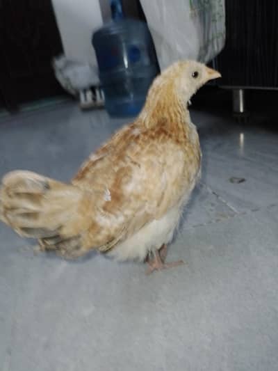 Pure Desi Pathi (Female) - 2.5 Months Old - Healthy & Active