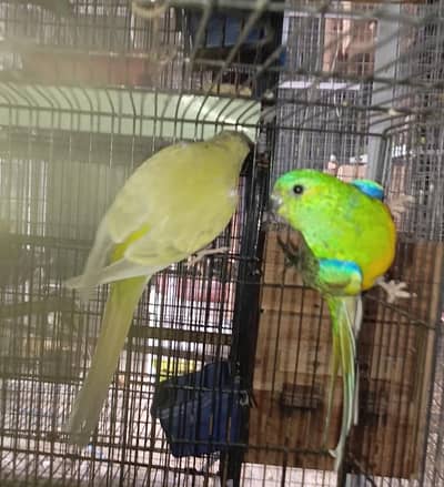 Red rump breader pair for sale